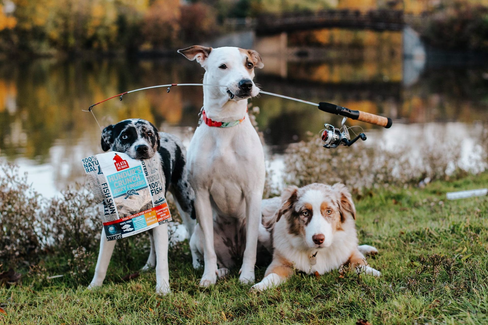 three dogs sitting beside a river holding treats and a fishing rod