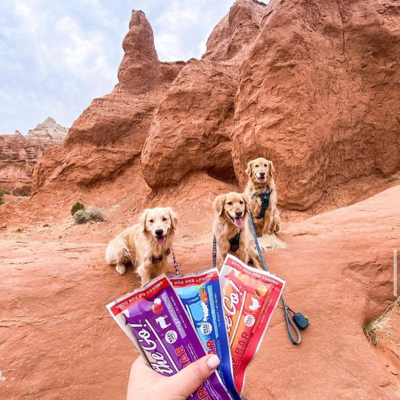 3 dogs sitting while owner holds out bags of treats
